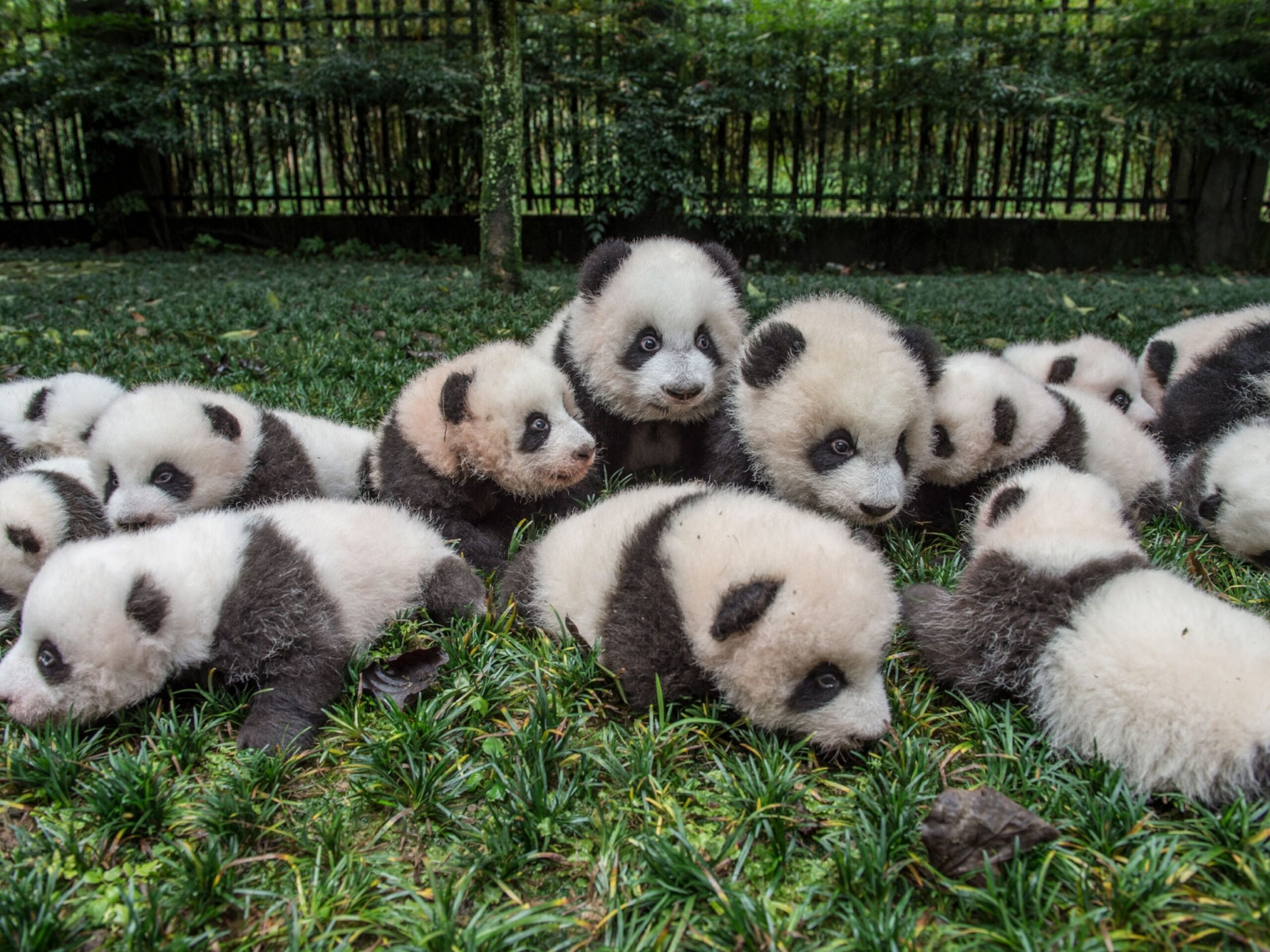 Caring For A Newborn Panda: Insights From Wildlife Experts