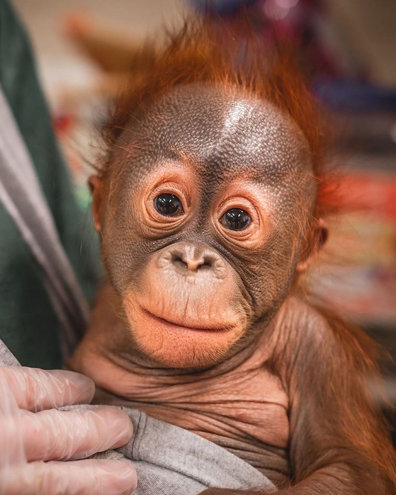 How To Care For A Newborn Orangutan In Captivity