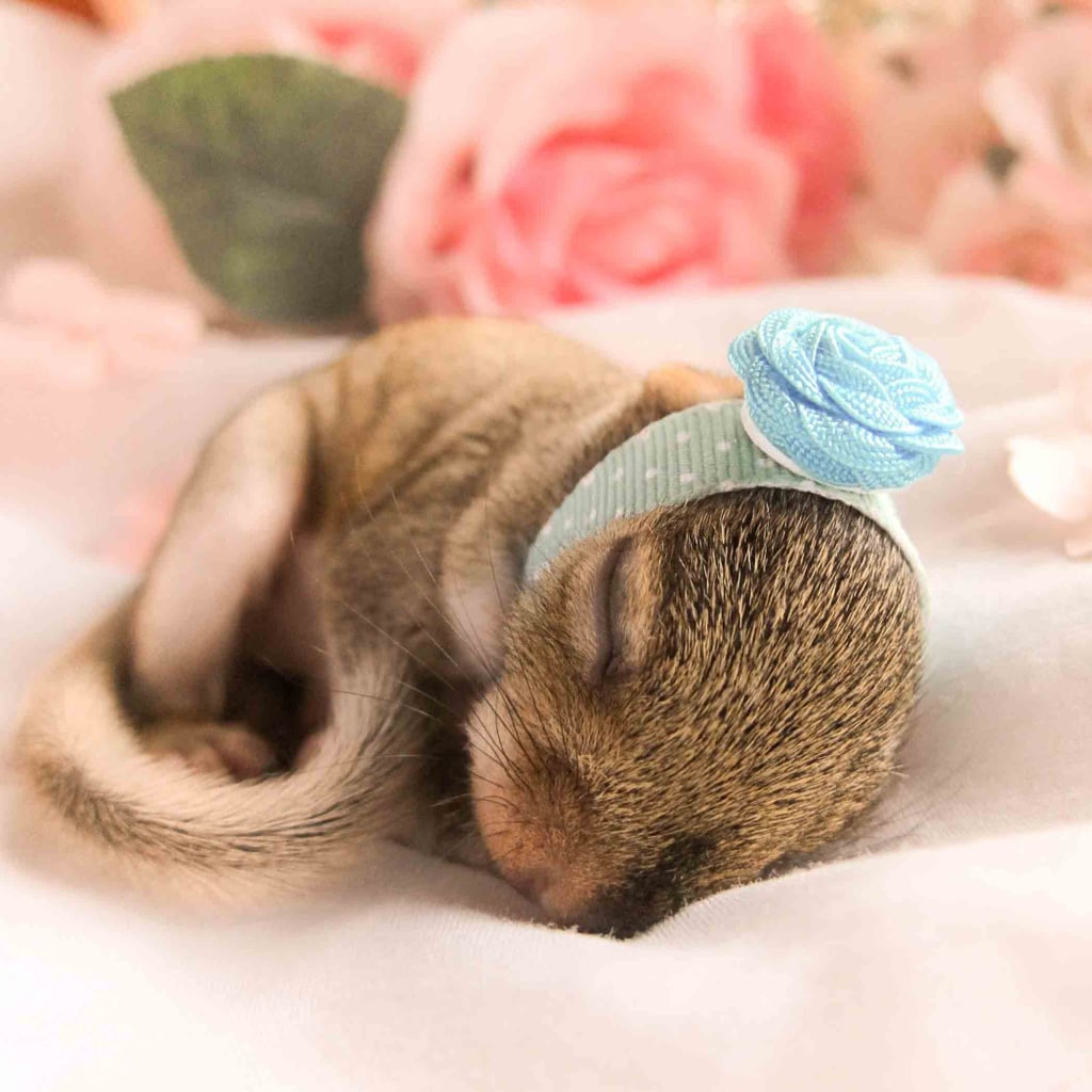 How To Care For A Newborn Squirrel