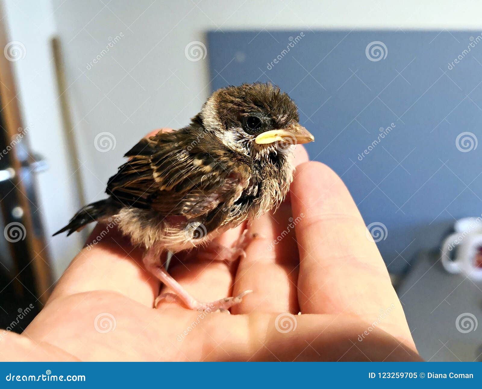 How To Care For Newborn Sparrows