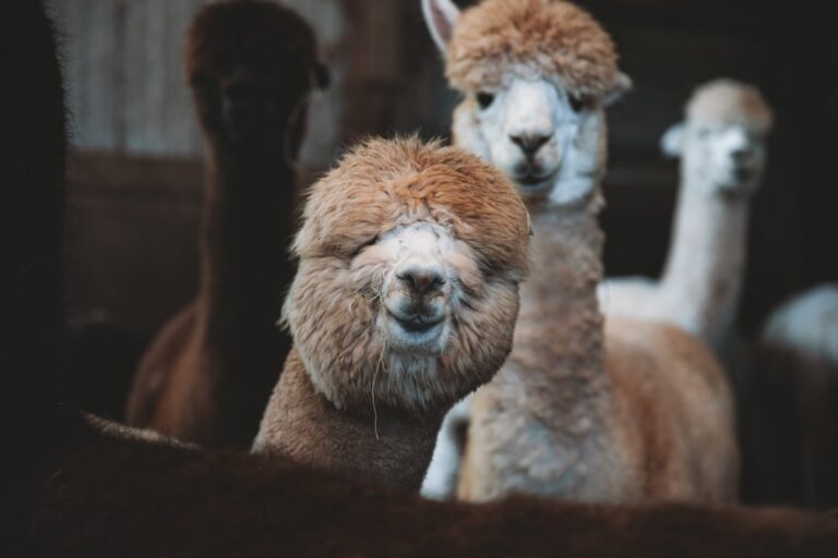 How To Choose The Right Feeding Plan For Newborn Alpacas