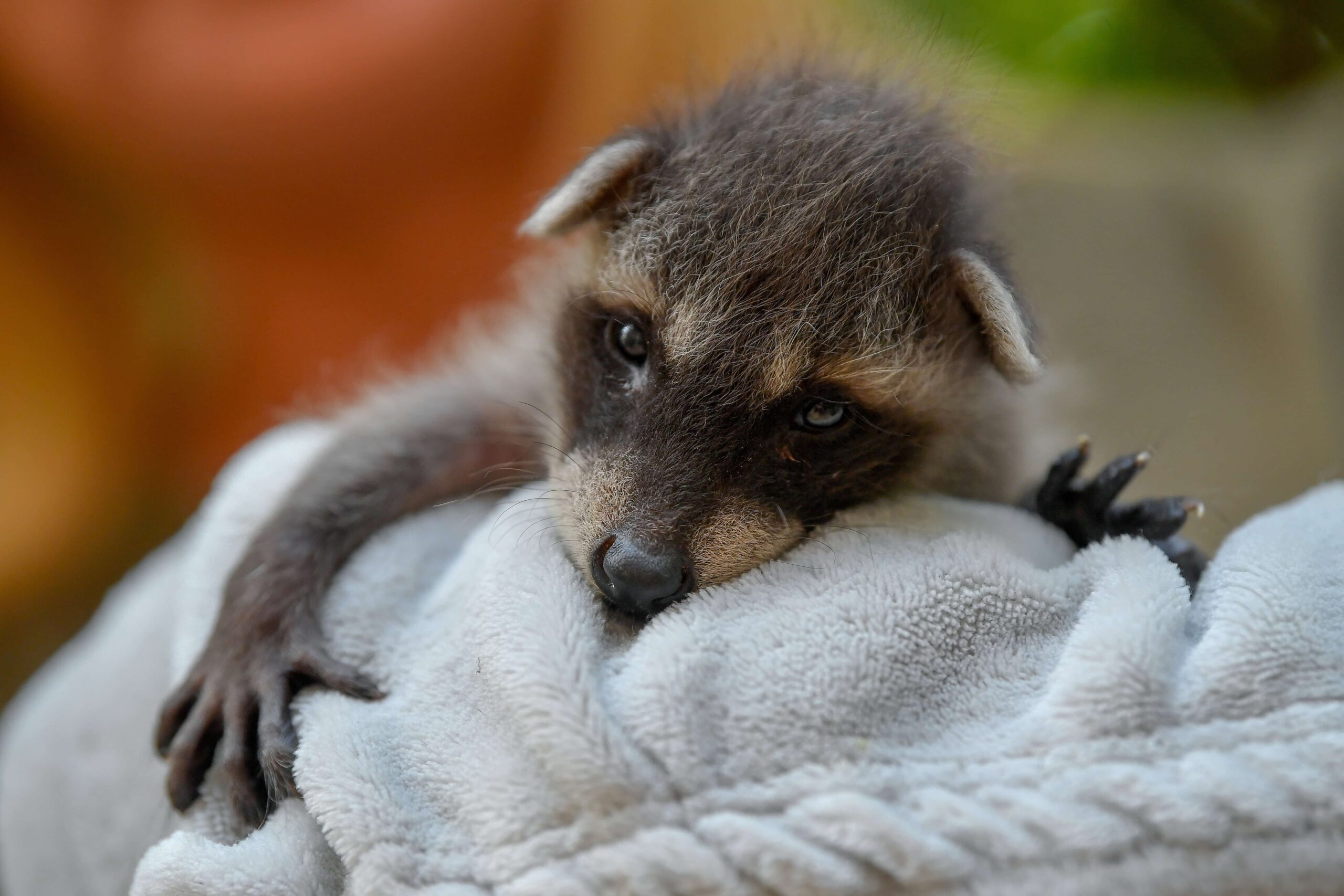 Newborn Raccoon Behavior: What To Expect