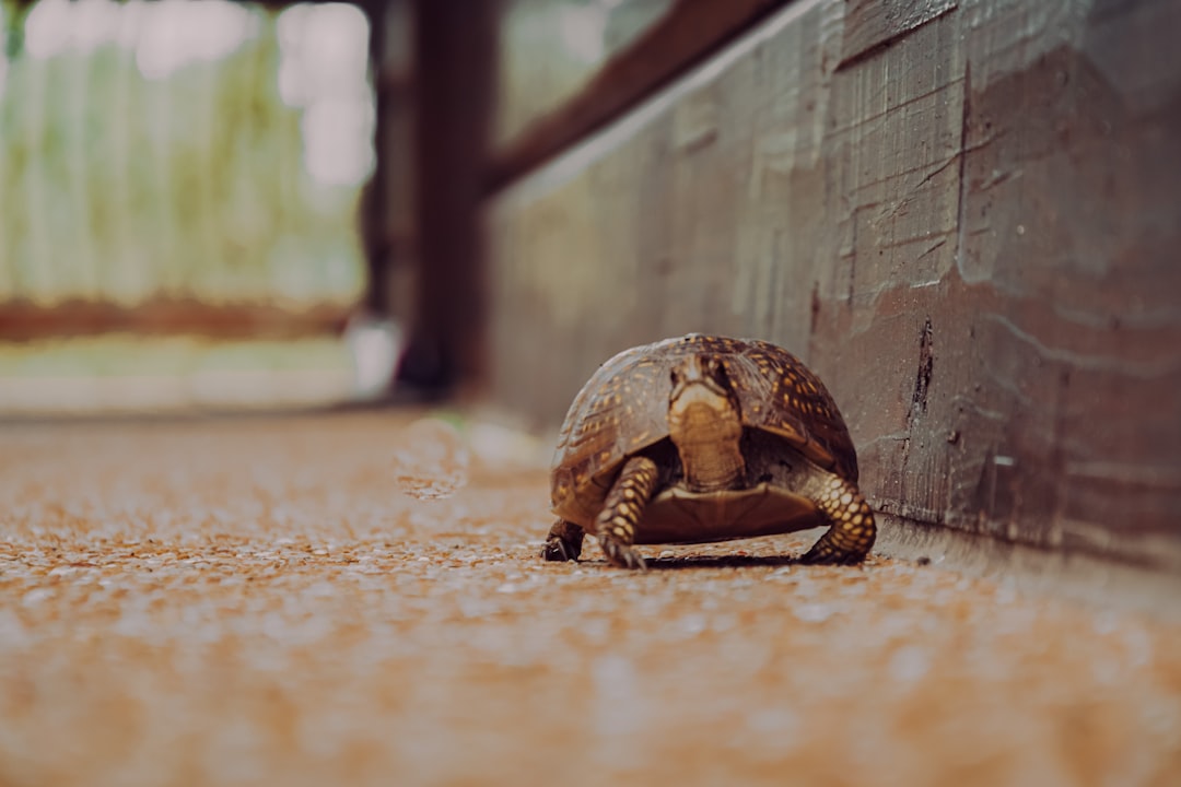 The Ultimate Guide To Newborn Box Turtles Care
