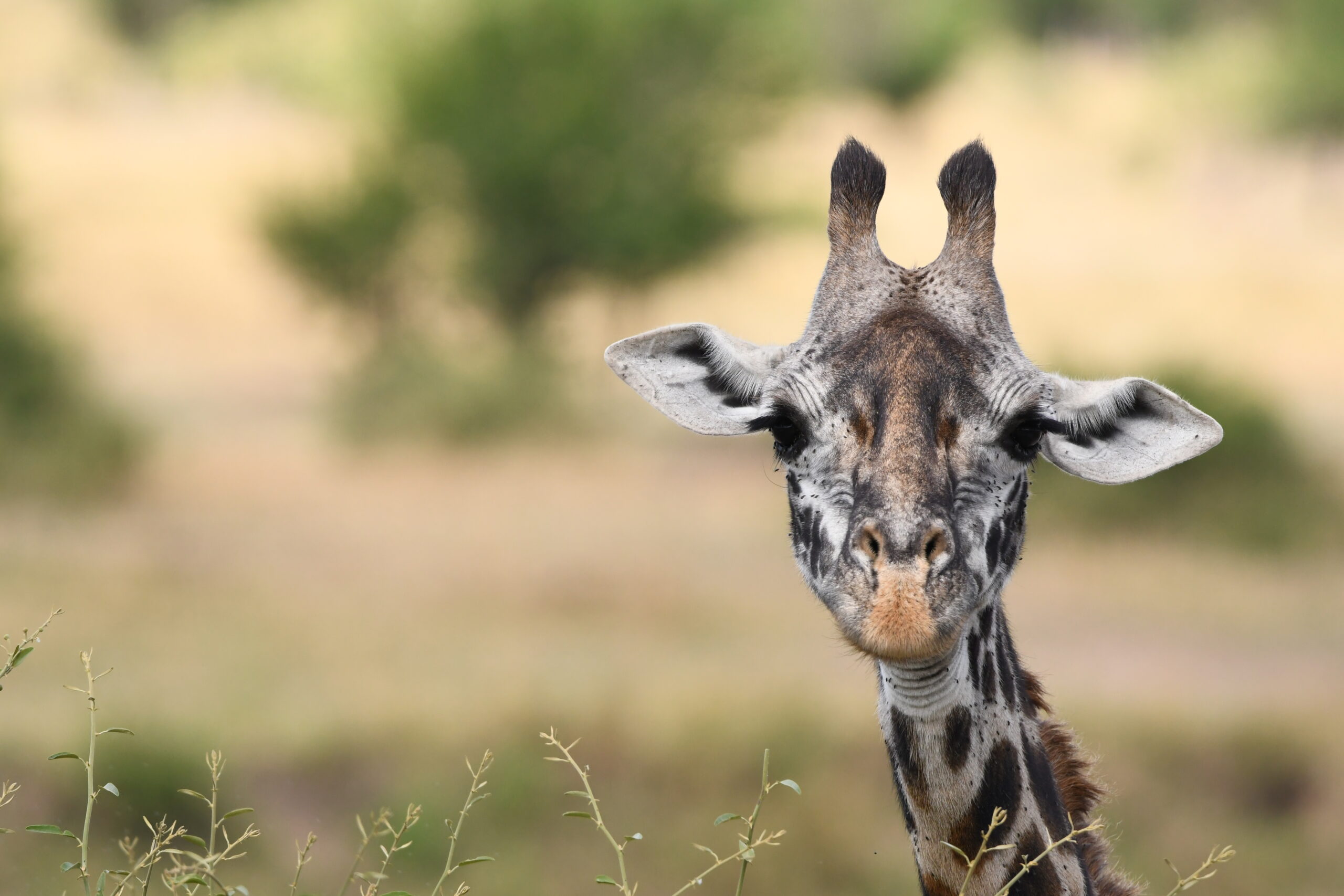 What To Expect When A Giraffe Newborn Is Born